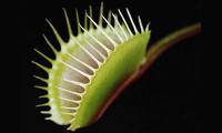 Les plantes carnivores